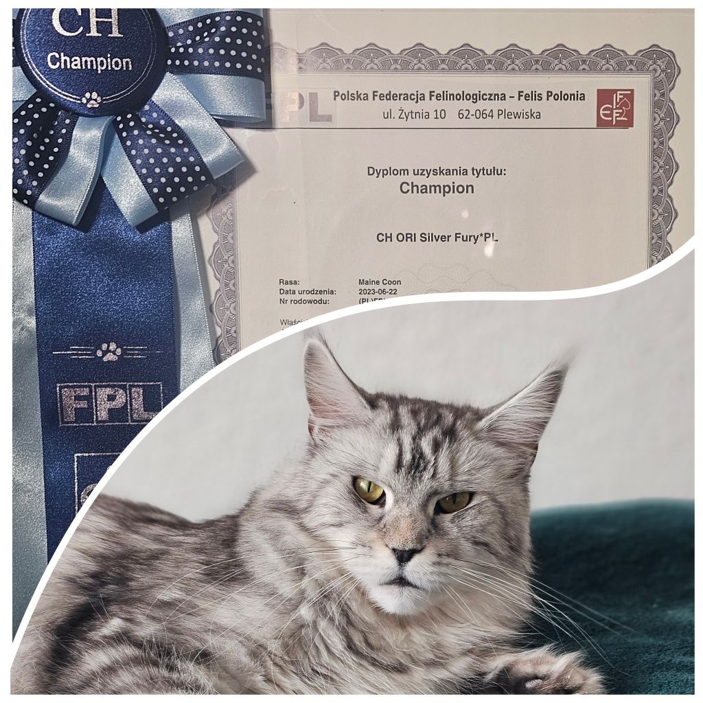Kotka Maine Coon  Certa. Opcja hodowlana
