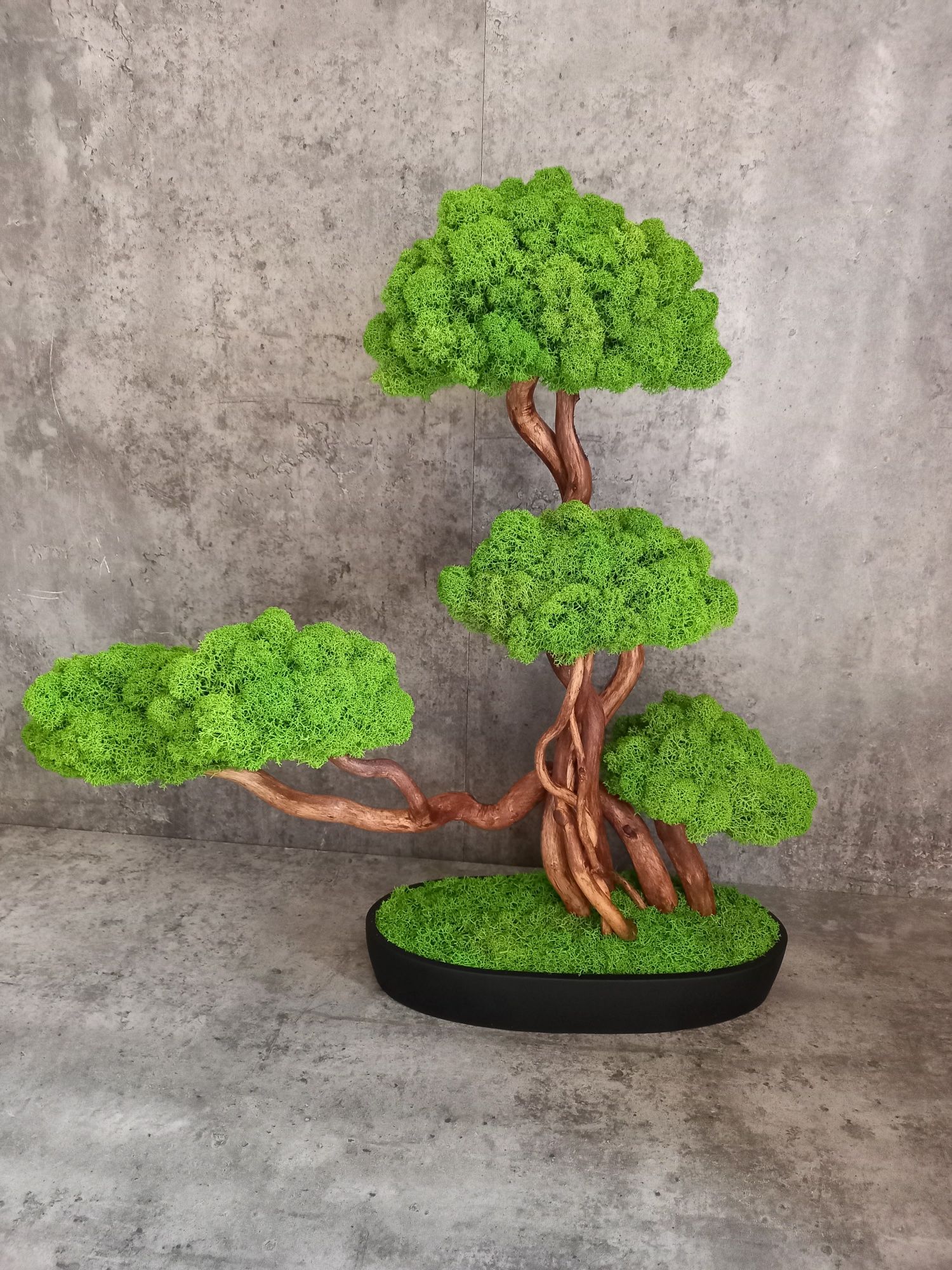 Dekoracja do domu, biura. Drzewko Bonsai. Mech  Chrobotek. Prezent.
