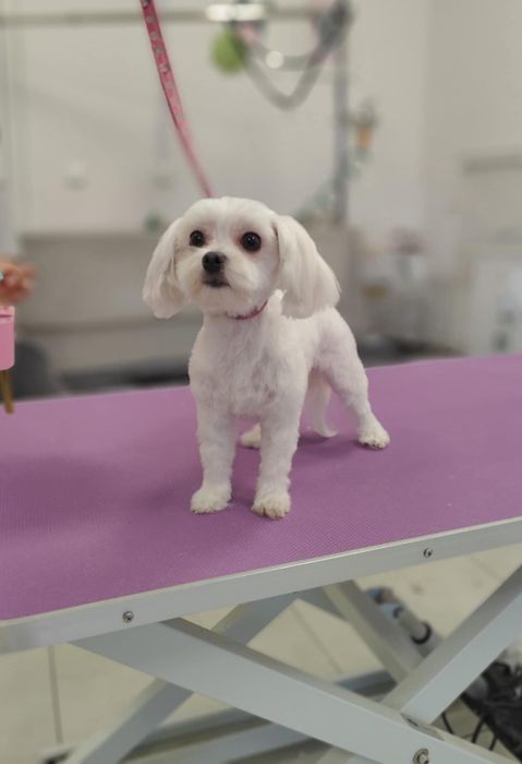 Suczka rasy maltańczyk