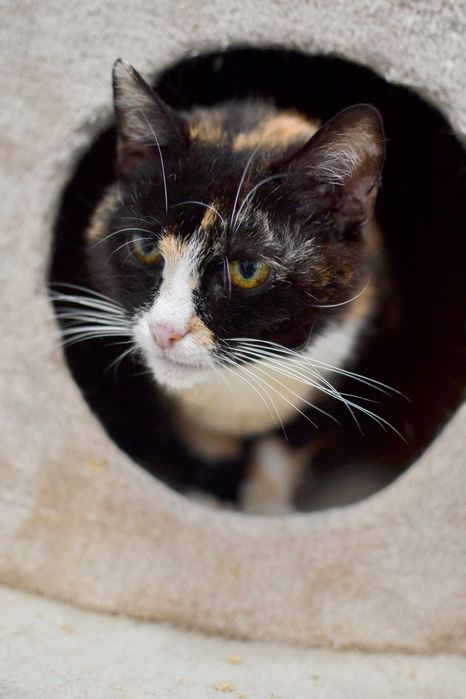 Wiktoria - 6 letnia, delikatna kotka szuka kochającego domu!