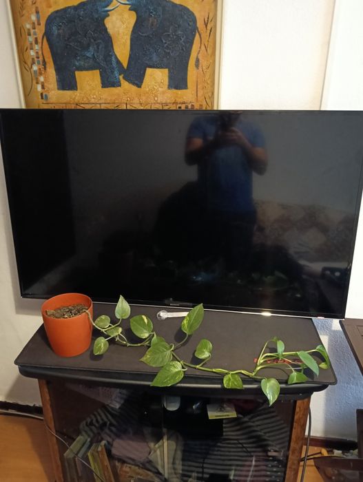 Samsung 50 polegadas não liga