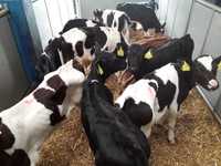 Jałówki Hf na krowę HF,RW, Jałówki mleczne, Cielęta cielaki z dowozem