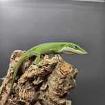 Jasczurki Para Anolis zielony
