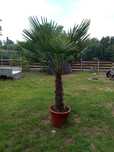 Palma trachycarpus szorstkowiec Hiszpania duża