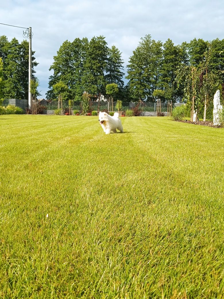 Samoyed samojed szczeniak