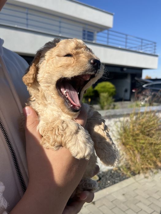 Maltipoo f1b poesek mocny skręt krótkie nóżki