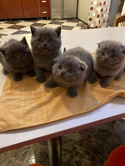Шотландські короткошерсті, чистокровні кошенята готові до бронювання