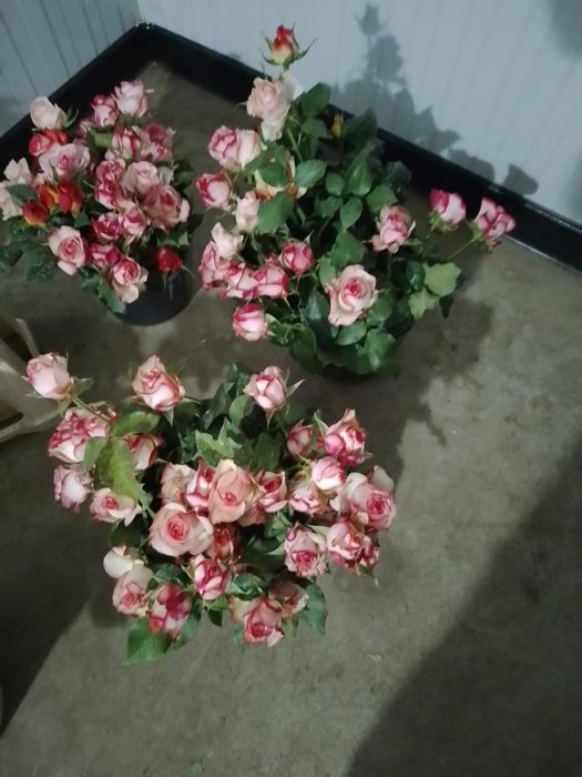 Pés de roseira para plantar / rosas para decoração / arranjos