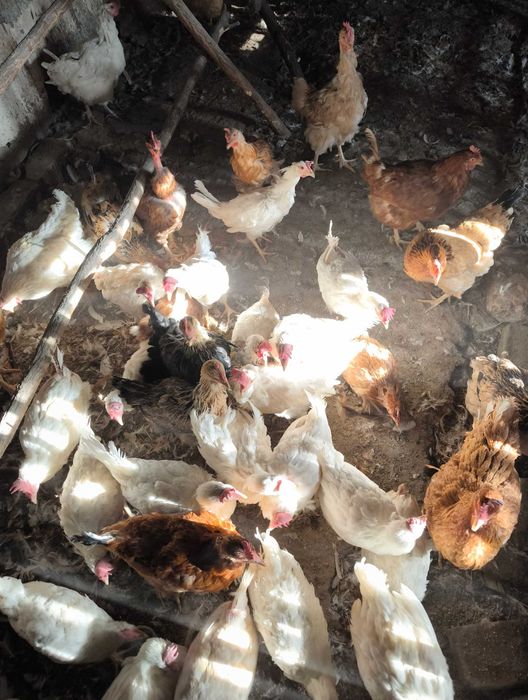 Продаются куры несушка и домашние.