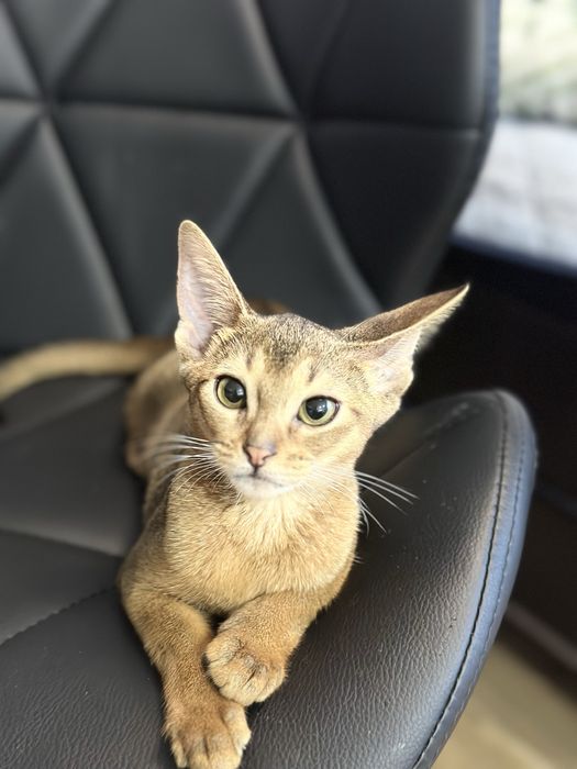 Абиссинский котик