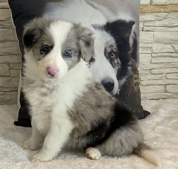 Border Collie dziewczynka DAKOTA