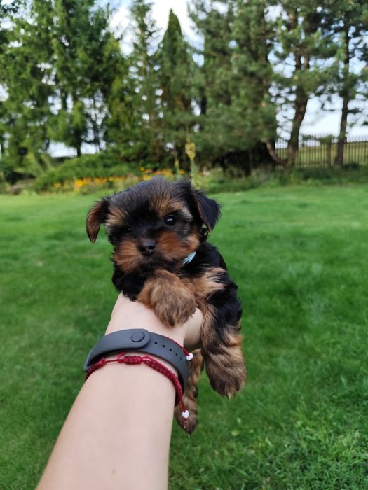 Yorkshire Terrier