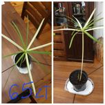 Papirus variegata cibora papirusowa