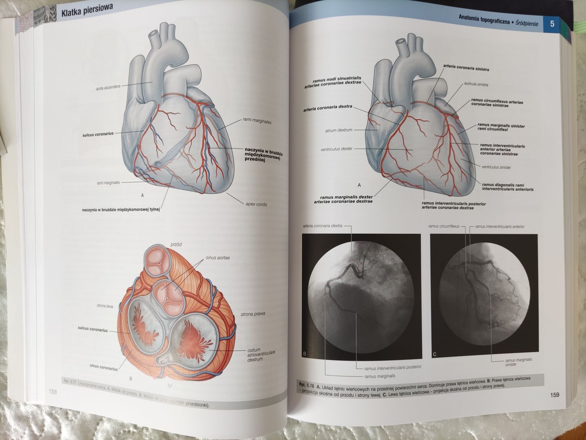 Anatomia Gray. Podręcznik dla studentów