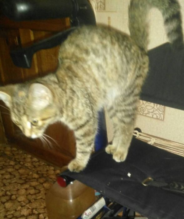 Котенок в дар в добрые руки