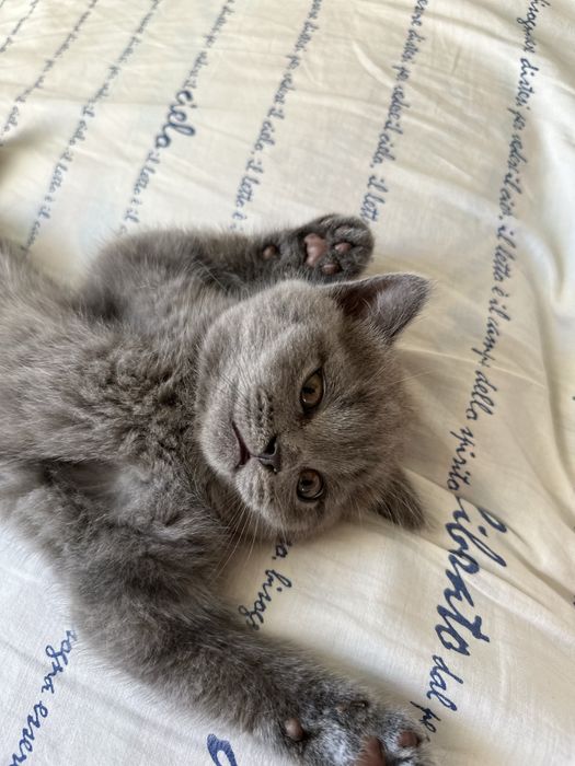 Чудесные прямоухие шотландские котята