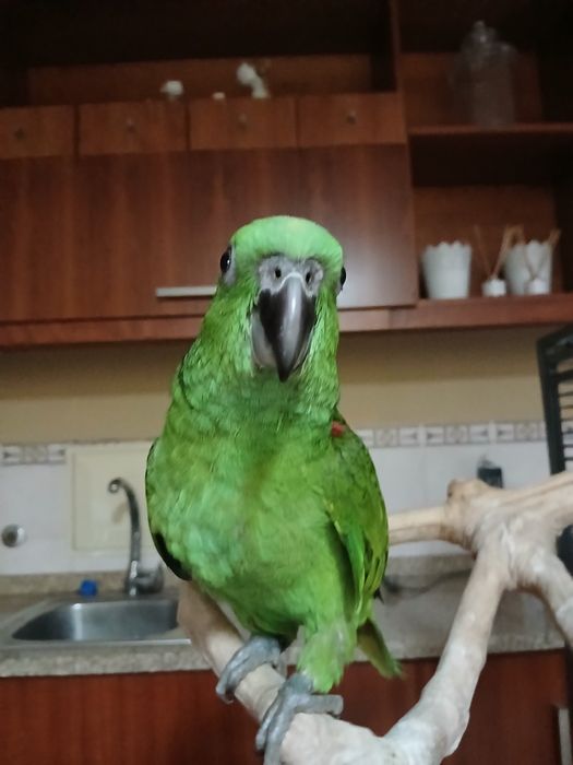 Amazonas auropaliatta