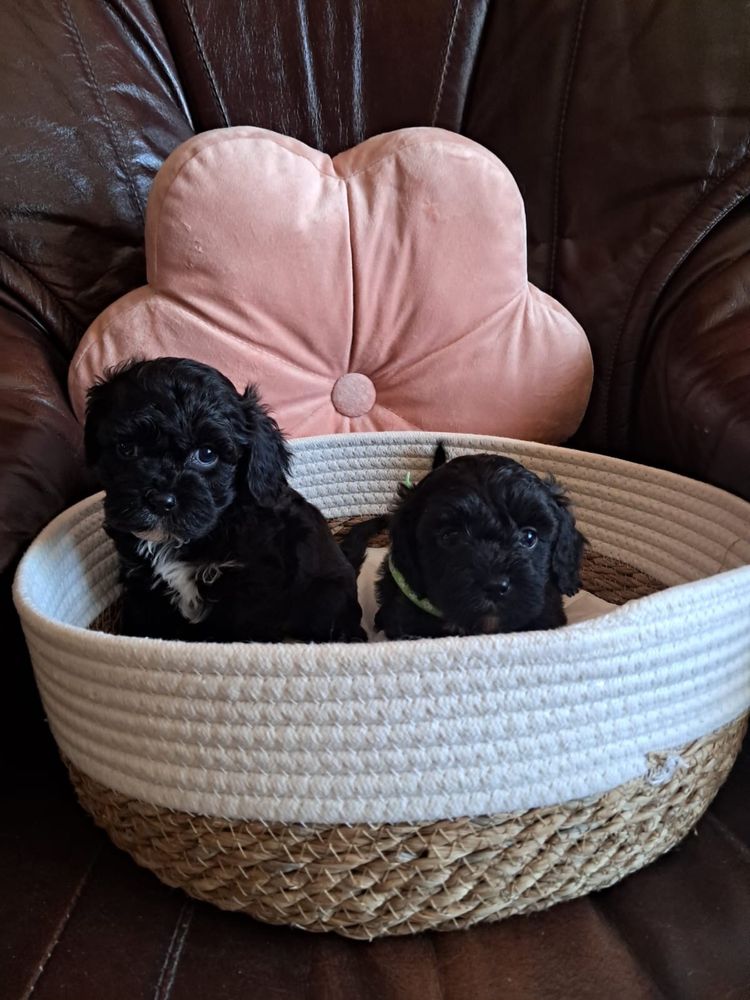 Cavapoo piesek black mama cavalier tata pudel toy red