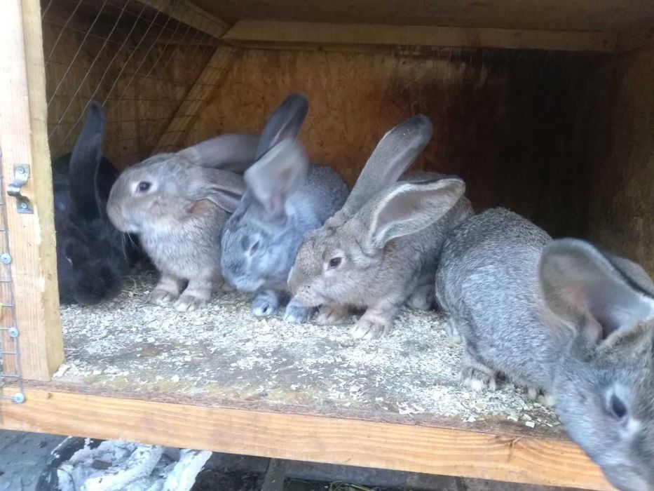 Продам кроликів Погребище Вінницька обл.