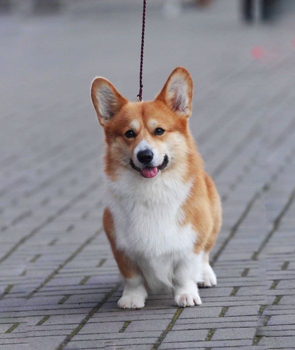 Piękna duża Welsh Corgi Pembroke FCI ruda z krótkim ogonem!