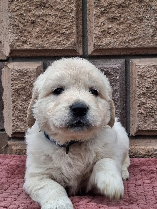 Золотинка-хлопчик від Чемпіонів