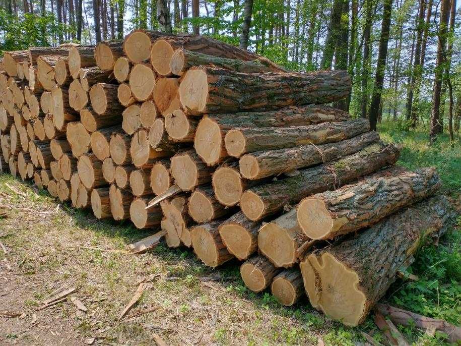 DrewKom Drewno kominkowe AKACJA kłoda dl. 2,5m S2a S2b transport HDS