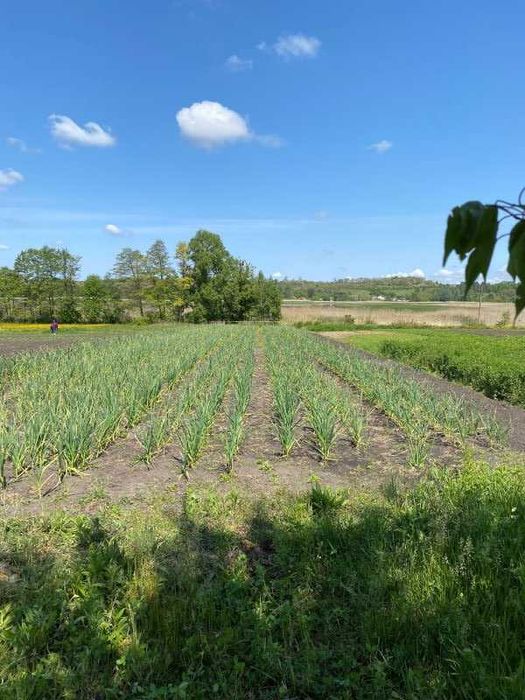 Продам будинок с. Заброди Богодухівський район (169150)