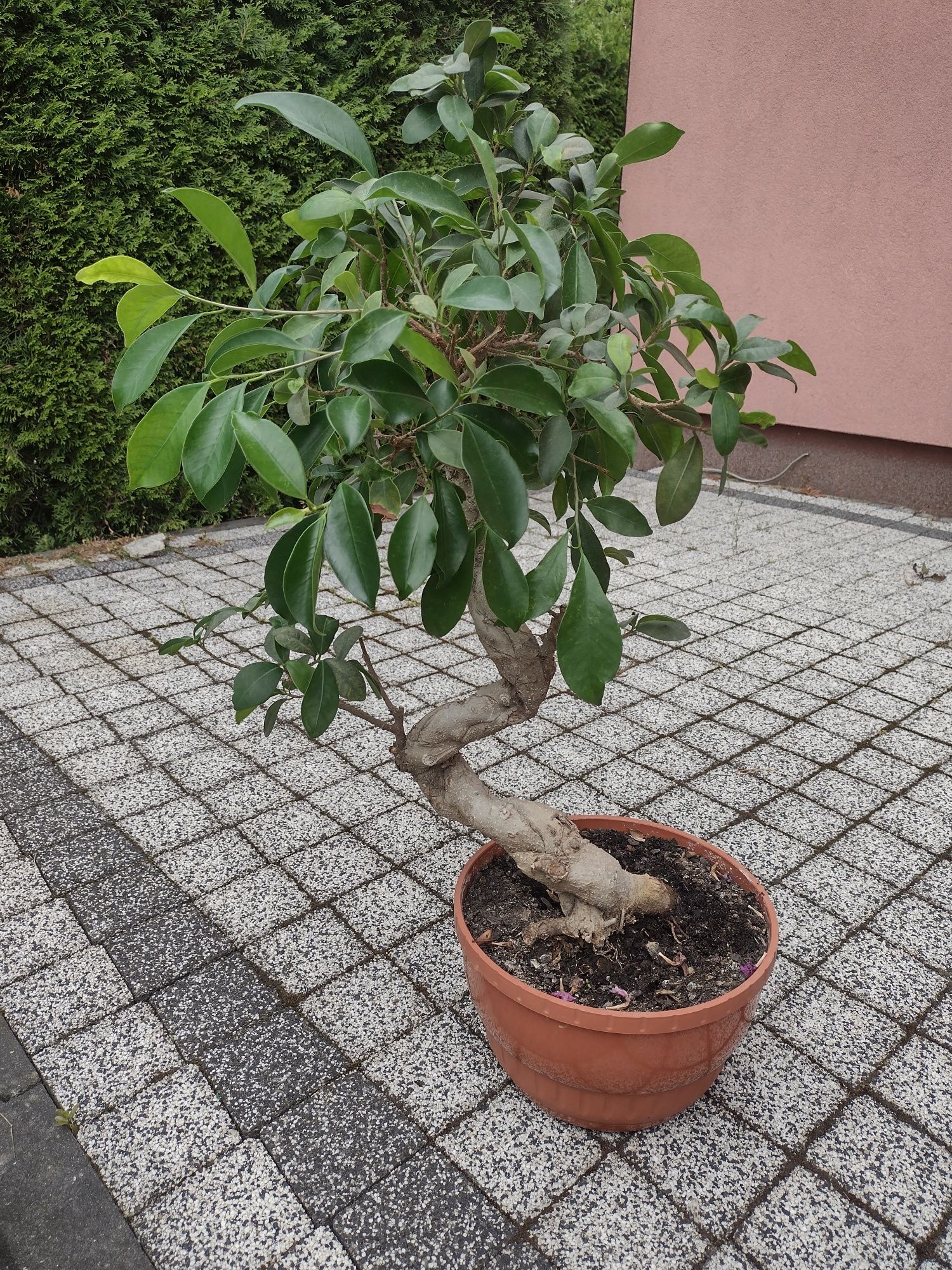 Drzewko bonsai duże