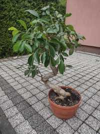 Drzewko bonsai duże