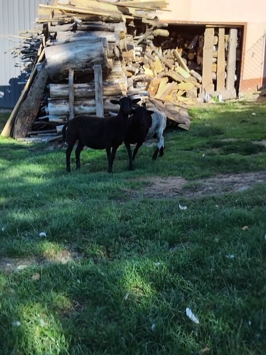 Sprzedam tryka i owieczka kamerun/dorper