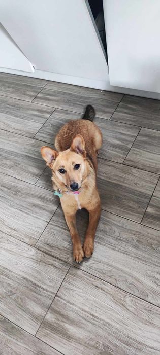 Adelina - wyjątkowy pies dla wyjątkowego człowieka