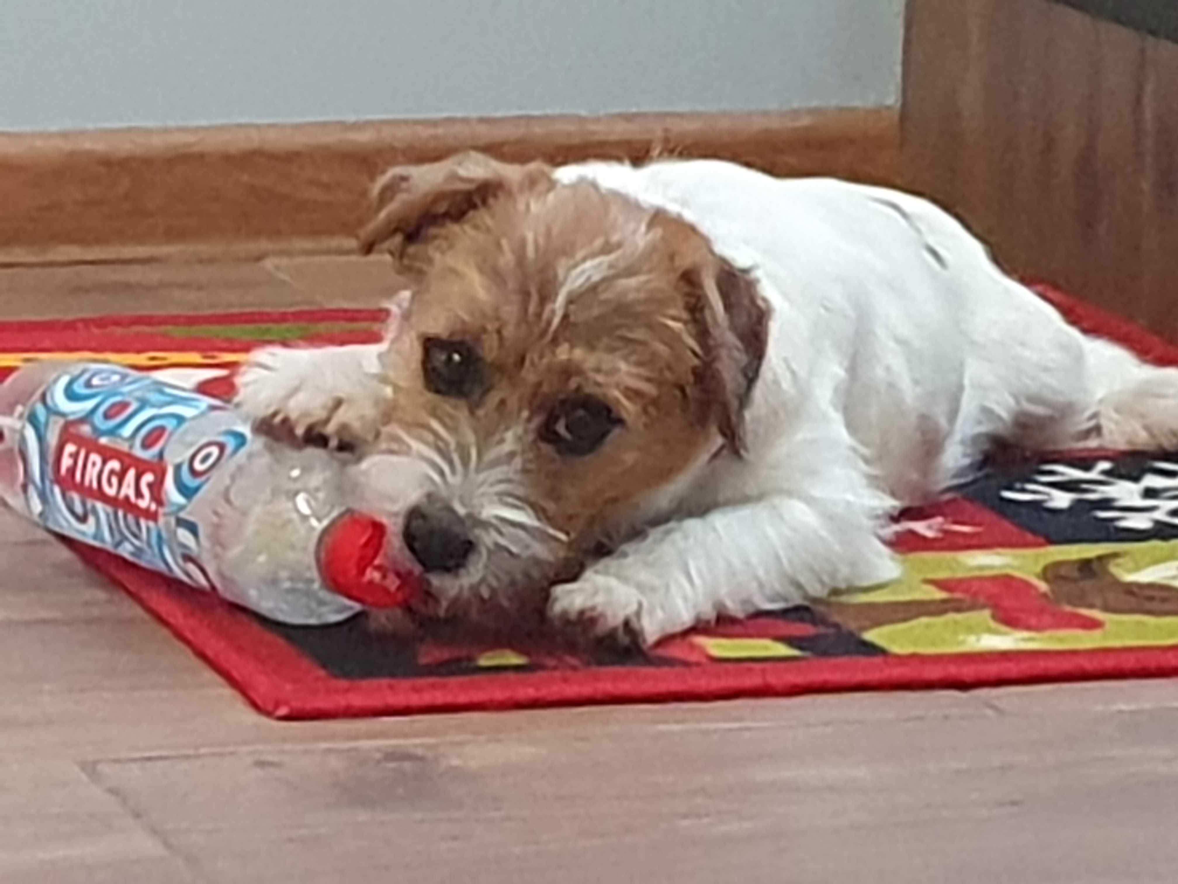 Jack Russell Terrier rodowodowa suczka, Związek Kynologiczny w Polsce