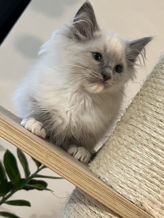 Sliczny  kocurek ragdoll gltowy do zmiany domu