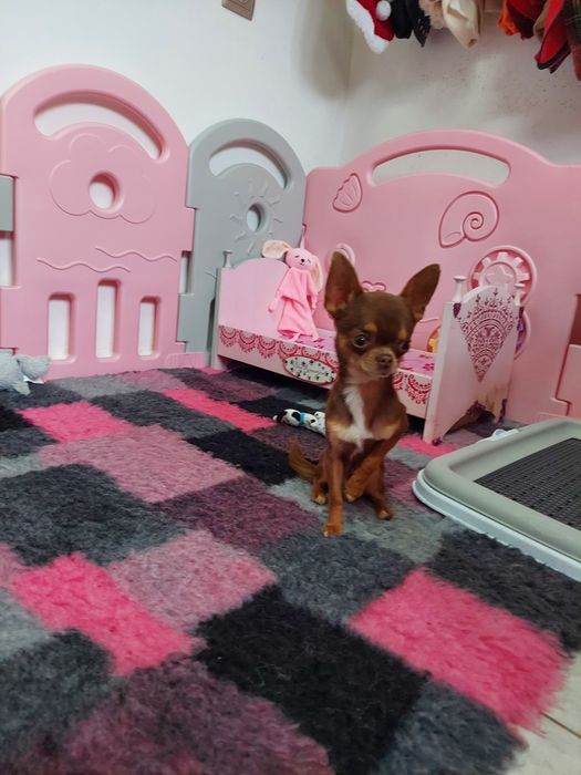 Chihuahua piękna płowa sunia