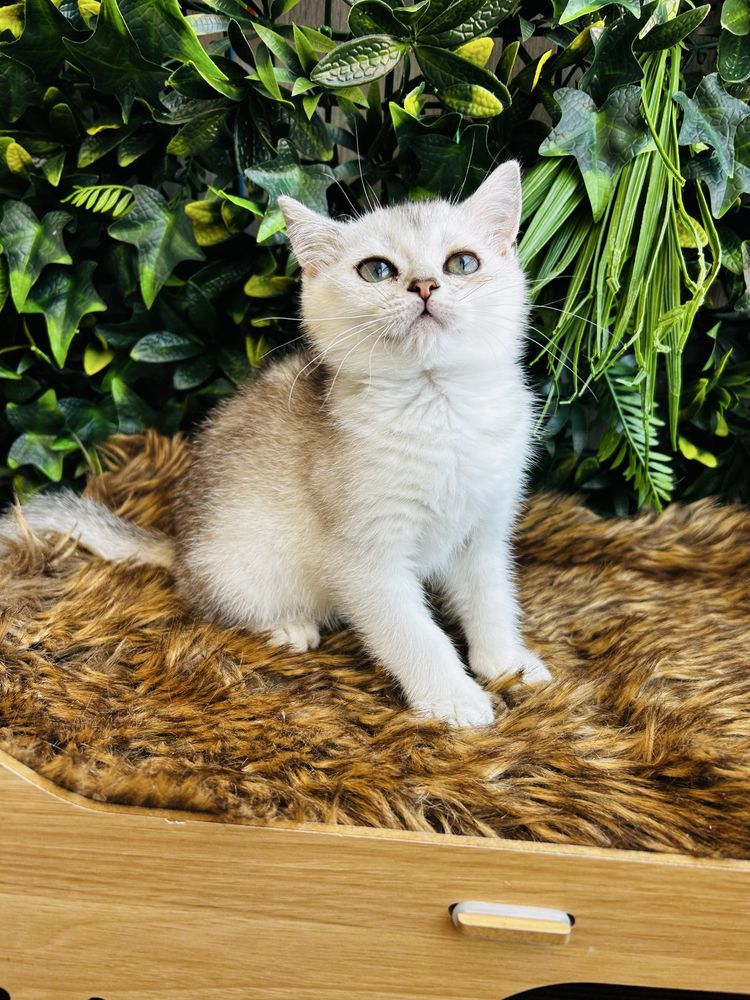 Gatinha   scottish stright silver