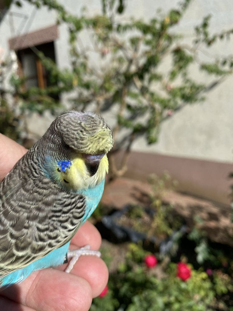 Periquito domesticado com gaiola exclusividade