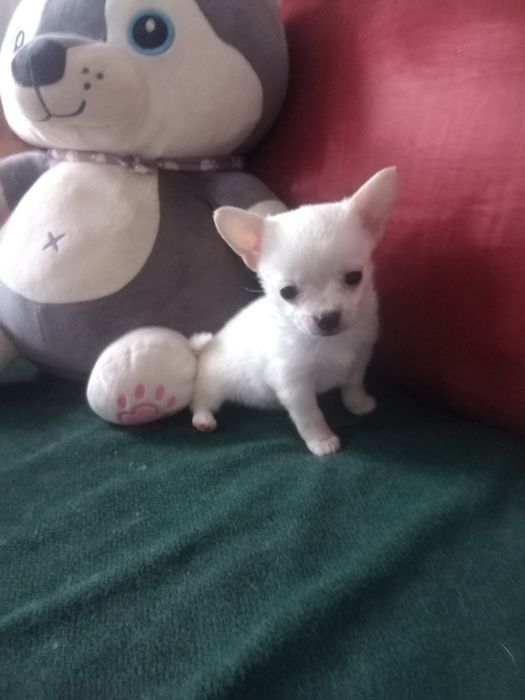 Продам щенка девочку чихуахуа