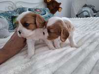 Cavalier king Charles spaniel