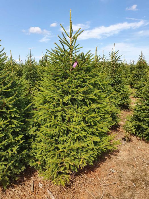 Świerk Pospolity Formowany cięty lub w donicy 80 - 250 cm / JODŁA