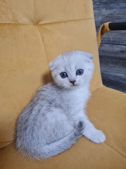 Вислоухий котёнок серебристая шиншилла мальчик, шотландский котёнок