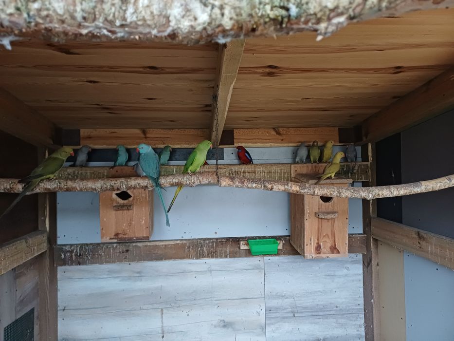 Obrożne obrożna różne kolory