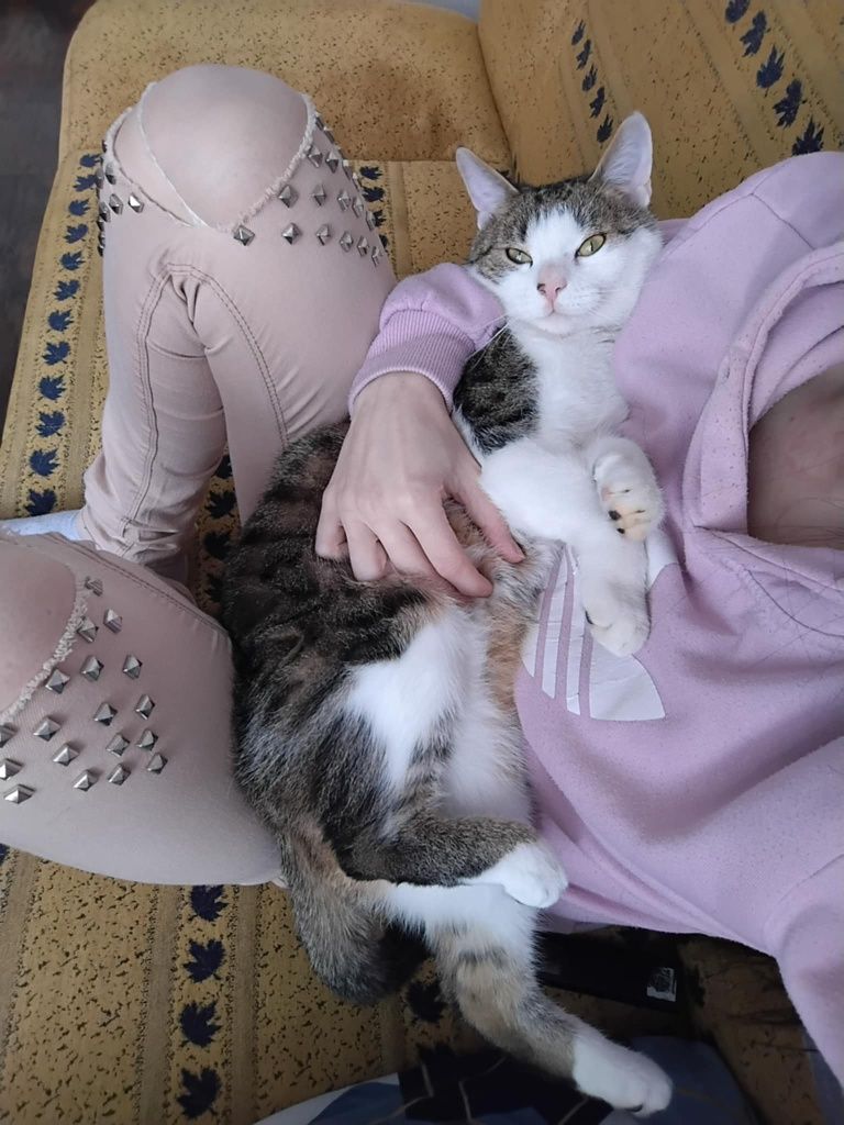 W typie rasy KOT EGEJSKI