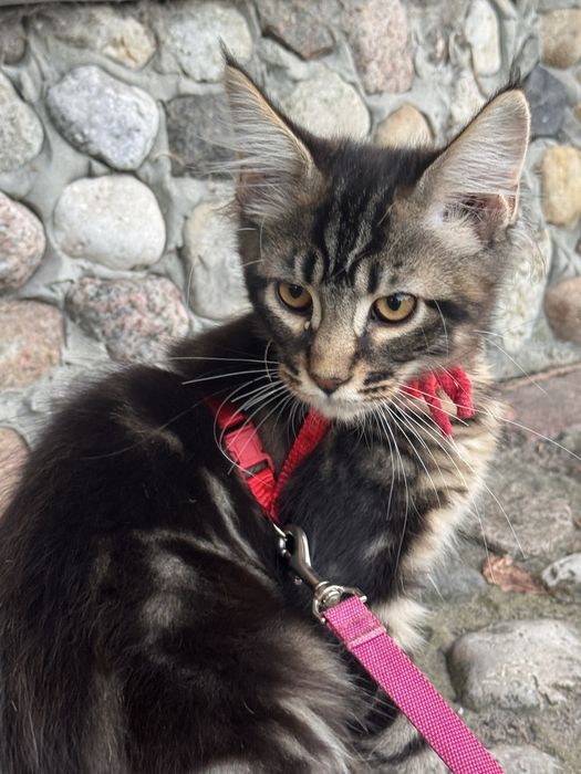 Kot Maine Coon czarny pręgowany klasycznie