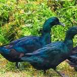 Ovos pato cayuga