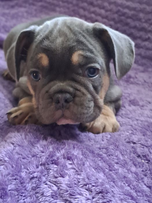 Szczeniak buldog francuski szuczka blue tan