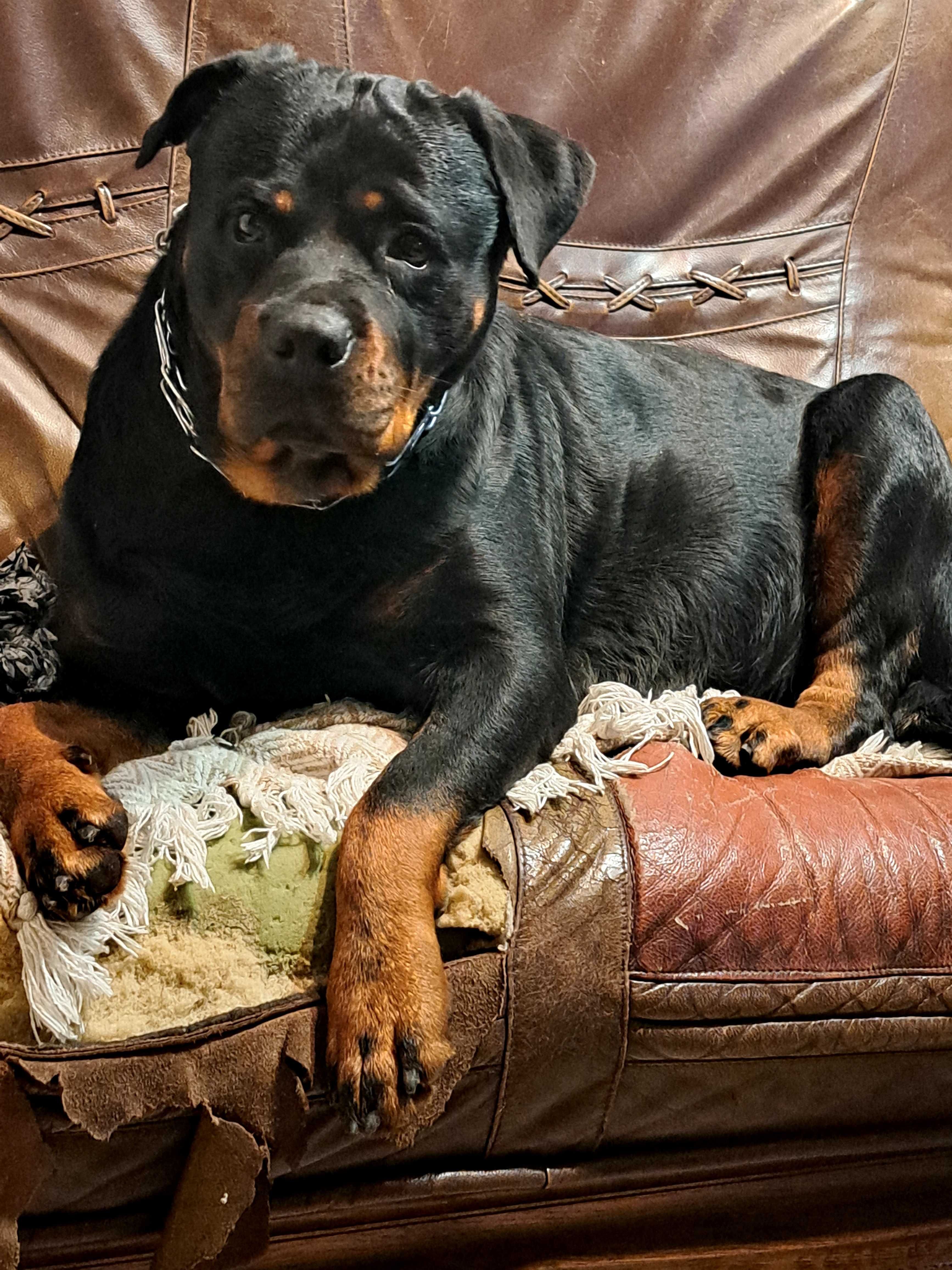 Suczka rottweiler