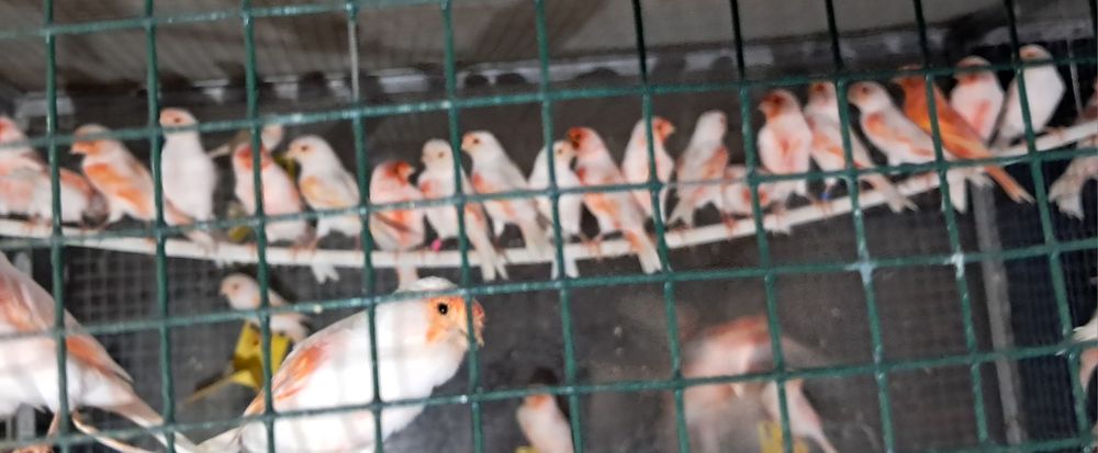 Canarios mosaicos vermelhos