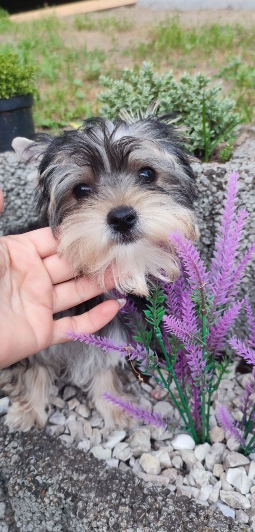 Yorkshire terrier piesek york mini