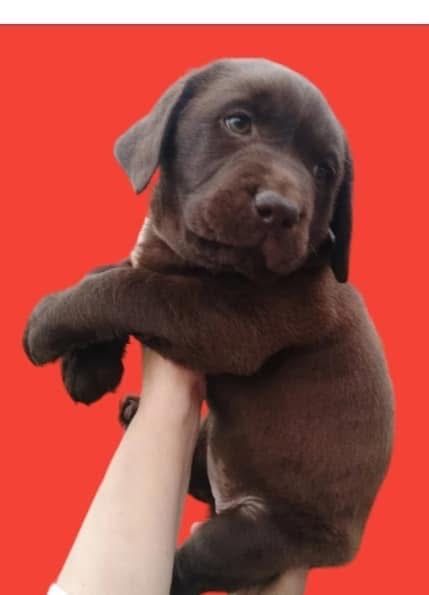 Чистокровні цуценята