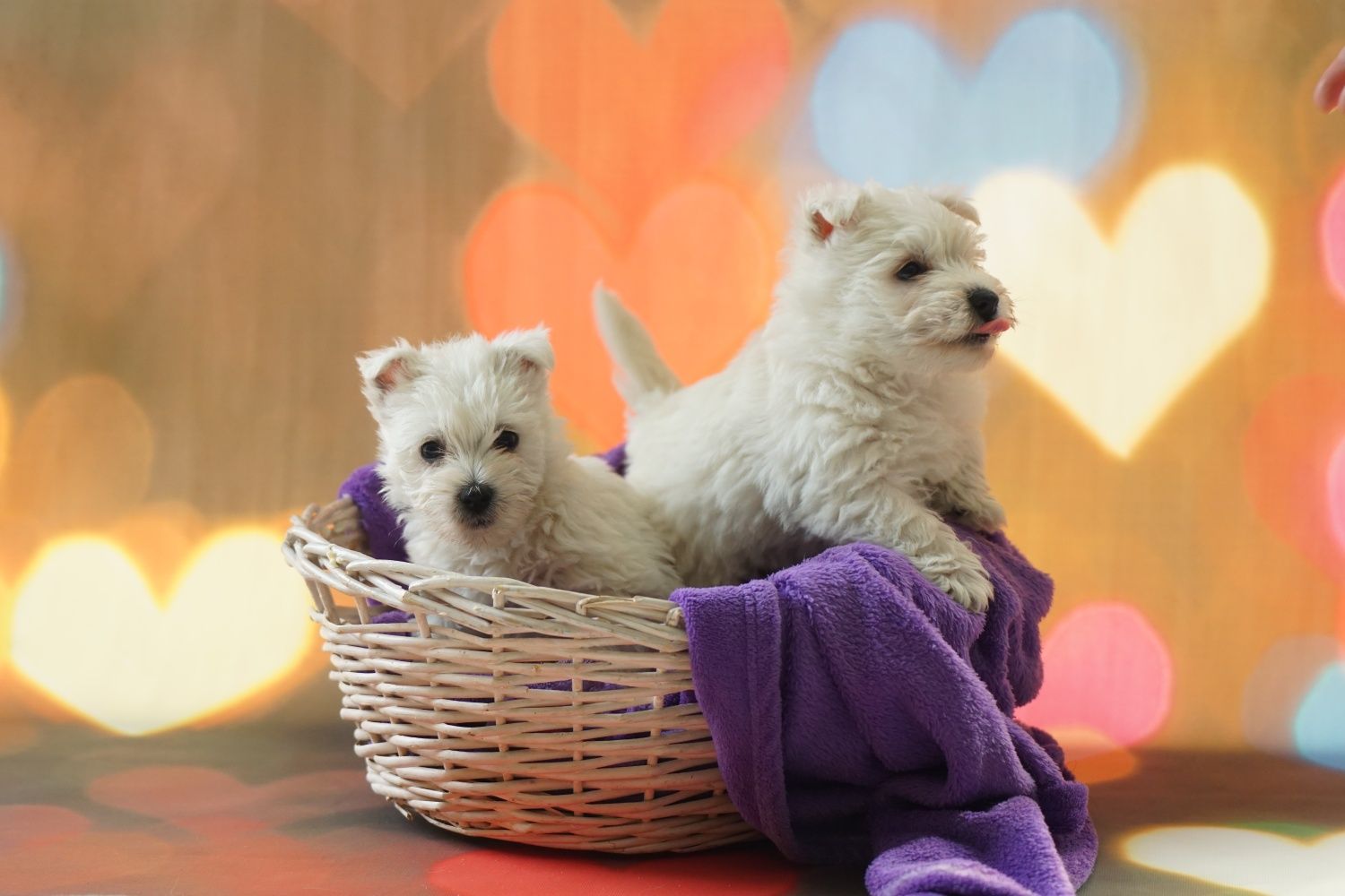 West Highland White Terrier Piesek